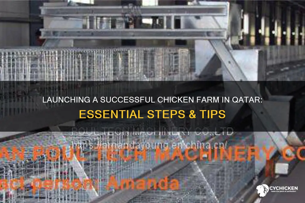how to start chicken farm in qatar