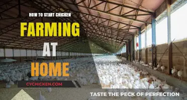 Beginner's Guide to Starting a Home Chicken Farm Easily