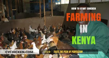 A Beginner's Guide to Launching a Chicken Farm in Kenya