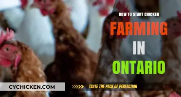 Starting a Chicken Farm in Ontario: A Beginner's Guide