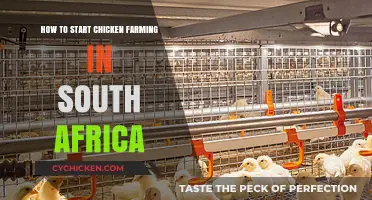 Start Your Chicken Farming Journey in South Africa: A Beginner's Guide