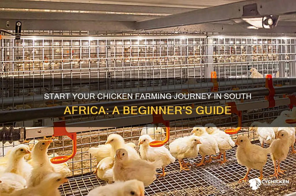 how to start chicken farming in south africa