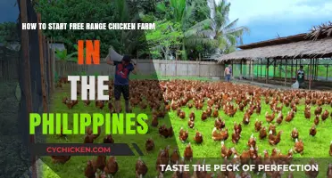 Free-Range Chicken Farming: A Guide for the Philippines