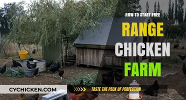 Start Your Free Range Chicken Farm: A Beginner's Guide
