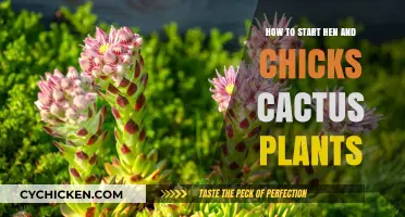 Growing Hen and Chicks Cactus: A Beginner's Guide to Propagation