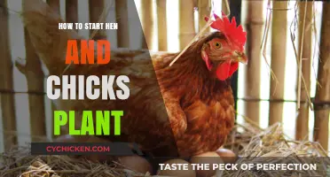 Easy Steps to Grow Hen and Chicks Plants Successfully at Home
