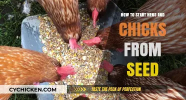 Growing Hens and Chicks from Seed: A Beginner's Step-by-Step Guide