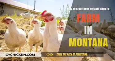 Organic Chicken Farming: Montana's USDA Guide