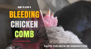 Quick Fixes: Stop Your Chicken's Bleeding Comb Safely and Effectively