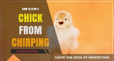 Effective Ways to Quiet a Chirping Chick: Tips and Solutions