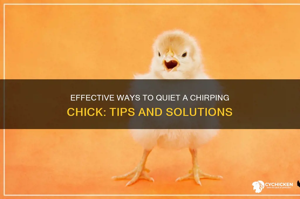 how to stop a chick from chirping