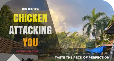 Prevent Chicken Attacks: Effective Strategies to Stay Safe Around Poultry