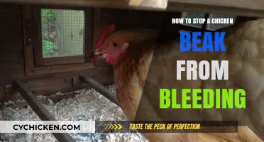 Quick Tips to Stop Chicken Beak Bleeding: A Simple Guide