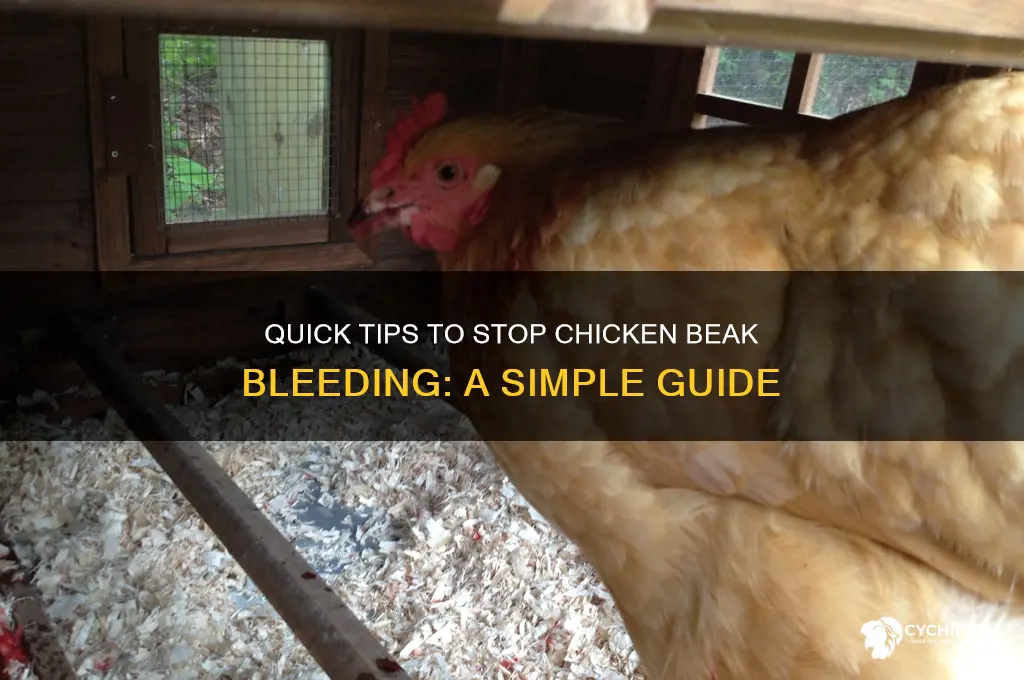 how to stop a chicken beak from bleeding