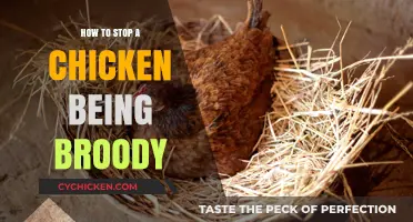 Breaking Broodiness: Effective Strategies to Stop a Chicken's Broody Behavior