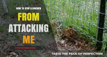 Prevent Chicken Attacks: Effective Strategies to Stay Safe Around Poultry