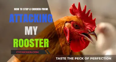 Protect Your Rooster: Stop Aggressive Chicken Behavior