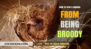 Breaking the Brood: Effective Ways to Stop a Broody Chicken