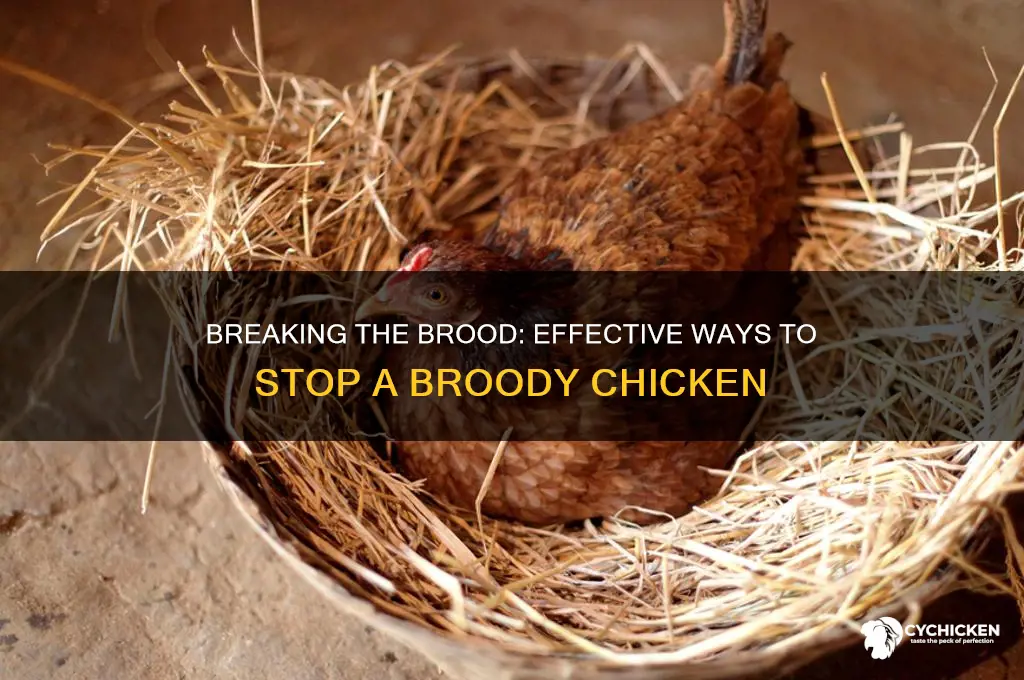 how to stop a chicken from being broody