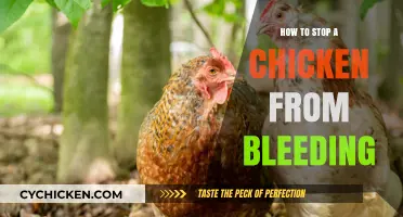 Quick Tips to Stop Chicken Bleeding and Promote Healing