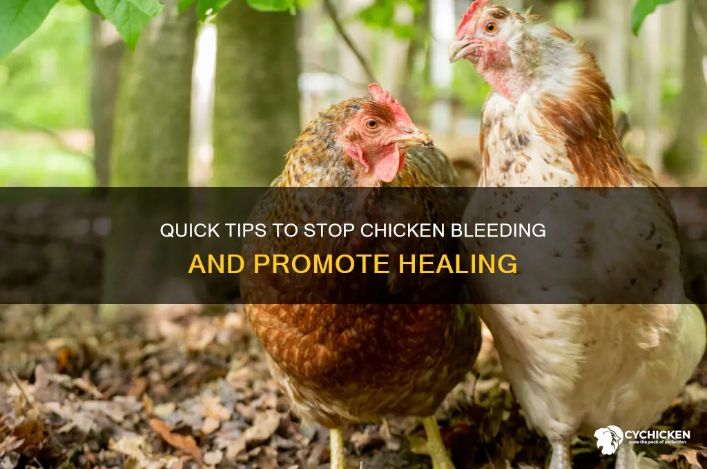 how to stop a chicken from bleeding