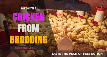 Effective Strategies to Stop Your Chicken from Brooding Successfully