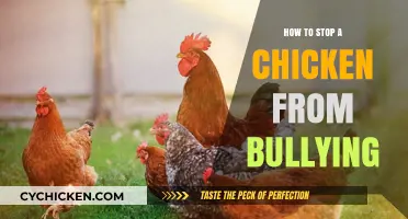 Prevent Chicken Bullying: Tips to Restore Peace in Your Flock