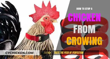 Effective Ways to Silence Your Crowing Chicken: Tips and Tricks