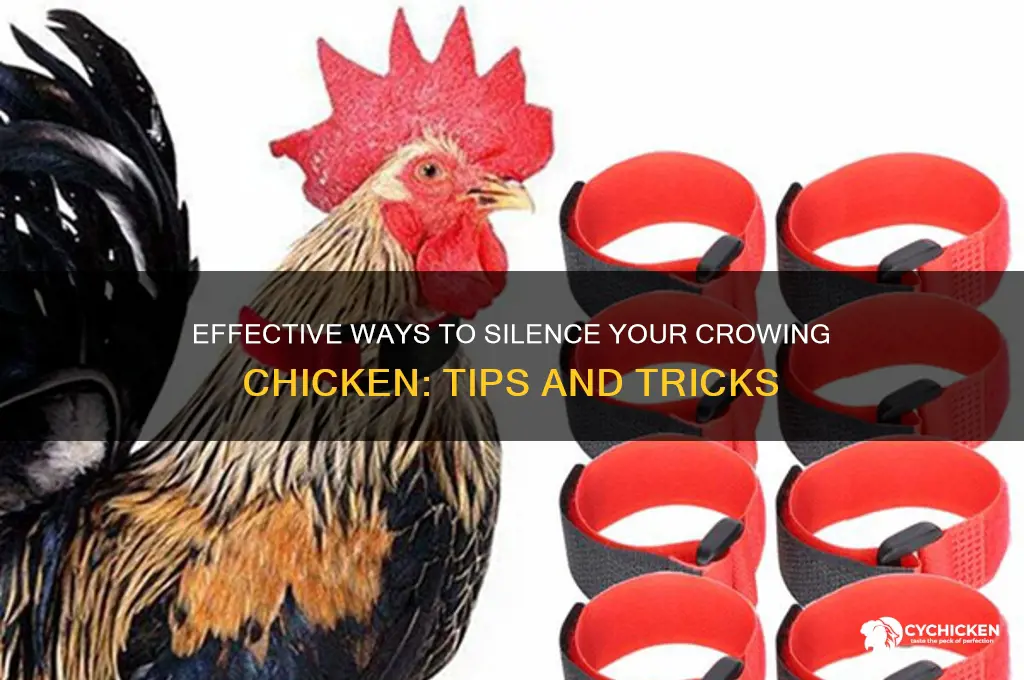 how to stop a chicken from crowing