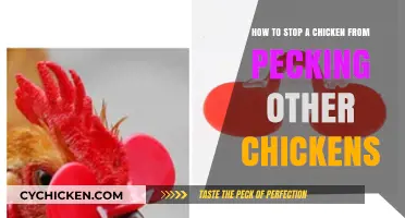 Stopping Aggressive Pecking in Your Chicken Coop