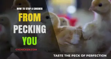 Prevent Chicken Pecking: Gentle Strategies for Safe Human-Chicken Interactions