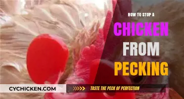 Effective Strategies to Prevent Chickens from Pecking Each Other
