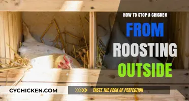 Preventing Chickens from Roosting Outside: Effective Tips for Happy Flocks