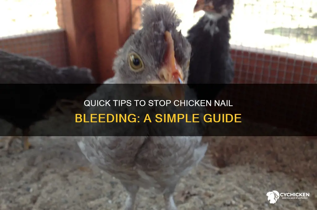 how to stop a chicken nail from bleeding