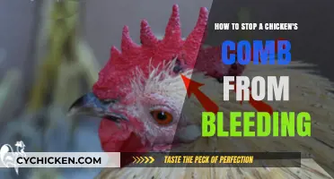 Stop Chicken Comb Bleeding: Quick and Easy Solutions