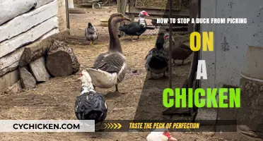 Stop Duck Bullying: Protecting Your Chickens