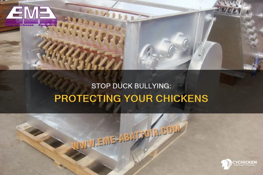 how to stop a duck from picking on a chicken