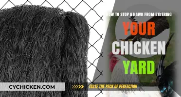 Protecting Your Chicken Yard: Keeping Hawks Away