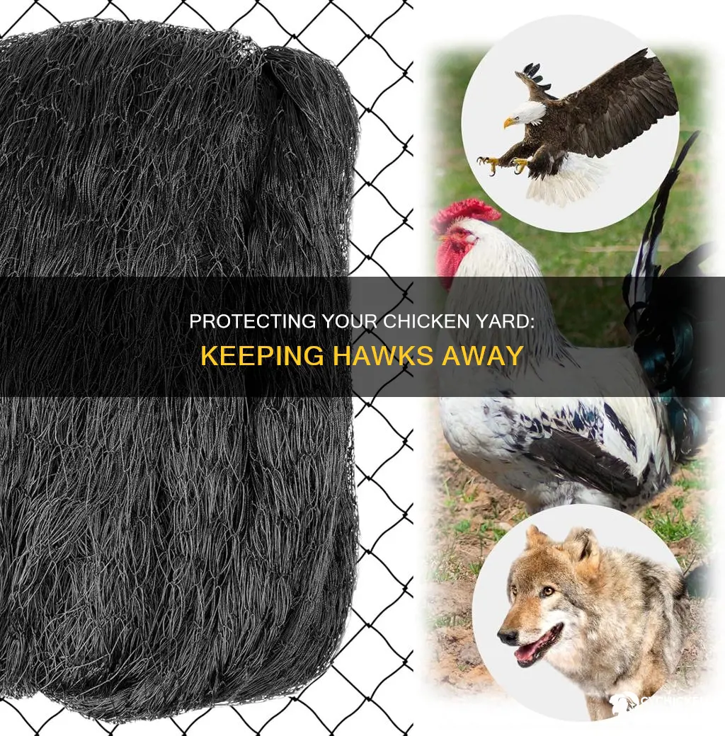 how to stop a hawk from entering your chicken yard