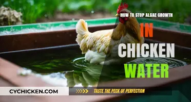 Prevent Algae in Chicken Water: Simple, Effective Solutions for Clean Hydration