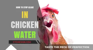 Prevent Algae in Chicken Water: Simple, Effective Solutions for Clean Hydration