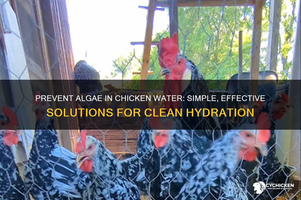 how to stop algae in chicken water
