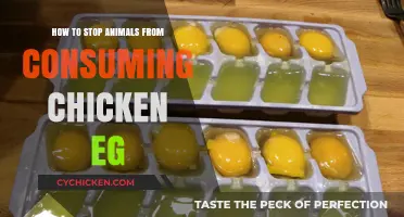 Protecting Chicken Eggs: Effective Strategies to Deter Animal Intruders