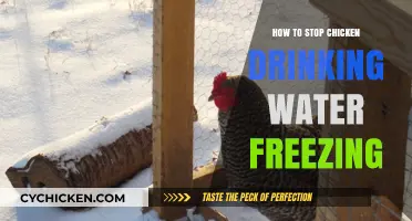 Prevent Frozen Water for Chickens: Simple Winter Care Tips