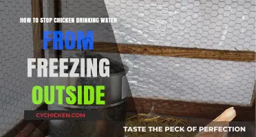 Prevent Frozen Water: Tips for Winter Chicken Keeping