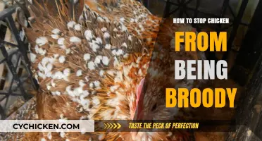 Breaking the Brood: Effective Strategies to Stop Broody Chickens