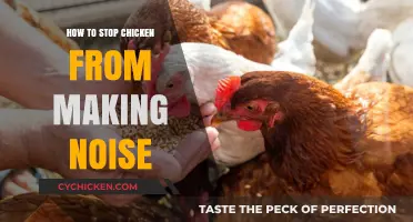 Effective Strategies to Silence Your Noisy Chickens Peacefully and Easily
