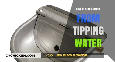 Prevent Chicken Water Spills: Simple Tips to Keep Waterers Stable
