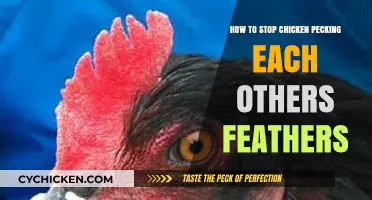Prevent Feather Pecking: Effective Strategies to Stop Chickens from Harming Each Other
