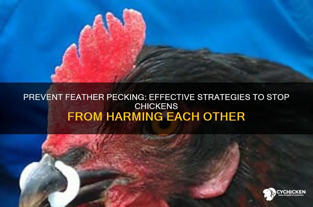 how to stop chicken pecking each others feathers